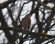 Mistle Thrush_Girdle Ness_011220b.jpg