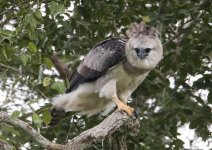 Harpy Eagle.jpg