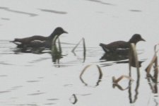 moorhen_IMG_2364.JPG