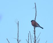 Bullfinch_Girdle Ness_061220a.jpg