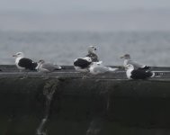 Iceland Gull_Girdle Ness_061220a.jpg