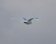 Iceland Gull_Girdle Ness_061220b.jpg