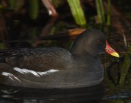 Moorhen_Girdle Ness_061220a.jpg