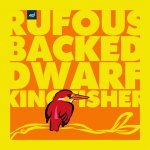 Rufous-backed Dwarf-Kingfisher (Square) copy.jpg