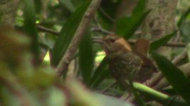 rufous-tailed robin 2.jpg