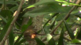 rufous-tailed robin 4.jpg