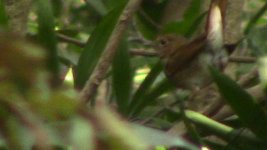 rufous-tailed robin 6.jpg