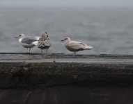 Iceland Gull_Girdle Ness_071220a.jpg