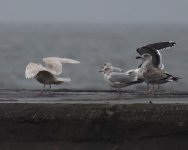 Iceland Gull_Girdle Ness_071220c.jpg