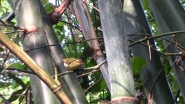 hartert's leaf warbler 3.jpg