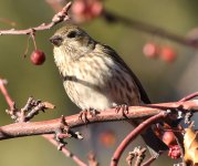 Purple finch small2.jpg