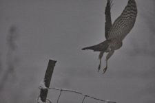 Foggy day Sparrowhawk.jpg