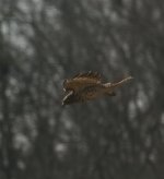 Buteo2 20201209.jpg