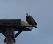 bald eagle maconi.jpg