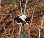 American Crow2 20201209.jpg