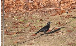 American Crow3 20201209.jpg