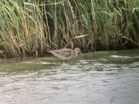 Black-tailed Godwit limosa juv, Titchfield Haven, 25th July 2020 2.jpg
