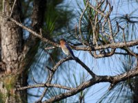 10 Eastern Bluebird.jpg