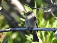 9 Cuban Pewee.jpg