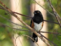 7 Eastern Towhee.jpg