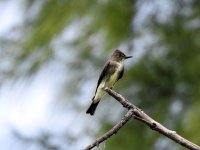 6 OS Flycatcher.jpg