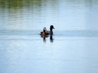 5 Greater Scaup.jpg