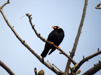 3 Hill Myna.jpg