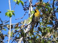 2 Bullock Oriole.jpg