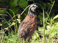 1 Northern Bobwhite.jpg