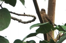 DSC08597 Red-breasted Flycatcher @ Tung Chung.jpg