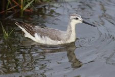 20201013 (16)_Wilsons_Phalarope.JPG