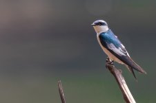 _White winged swallow.jpg