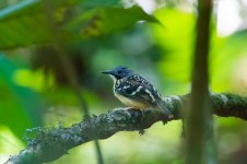 _Spot-backed antbird.jpg