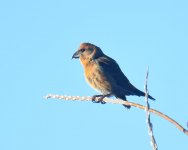 Crossbill_Girdle Ness_171220a.jpg