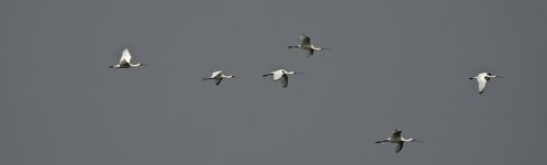 DSC07990 Black-faced & Eurasian Spoonbills @ San Tin.JPG