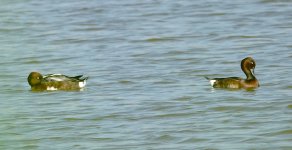 DSC08317 Ferruginous Ducks @ San Tin.jpg