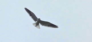 DSC08222 Black-winged Kite @ San Tin.jpg