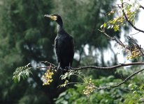 DSC08333 Great Cormorant @ San Tin.jpg