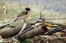 DSC08655 Stejneger's Stonechat @ San Tin.jpg