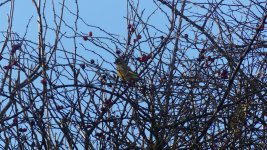 Greenfinch (2).JPG