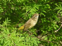 Palm Warbler 2.JPG