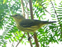 Cape May Warbler.JPG