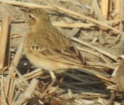 pipit01.jpg