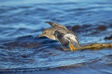 Purple-Sandpiper-(48)-fbook.jpg