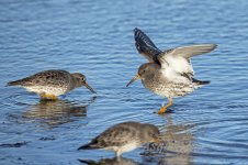 Purple-Sandpiper-(57)-fbook.jpg