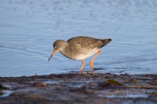 Redshank-(3)-Stag-Rock-fbook.jpg