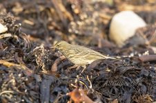 Rock-Pipit-(12)-fbook.jpg