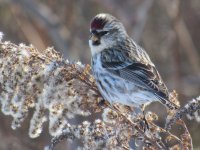 Hoary Redpoll (Tavistock Sewage Lagoon).JPG