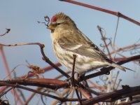 Common Redpoll (Guelph Powerline Trail).JPG