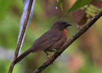 Black-cheeked Ant Tanager (2).jpg
